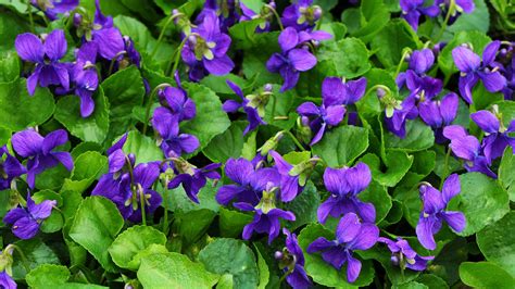 Purple Violet Flower
