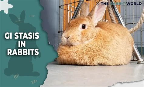 Gi Stasis In Rabbits Symptoms And Treatment The Rabbit World