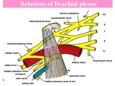 Ppt Brachial Plexus Injuries Powerpoint Presentation