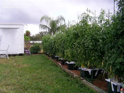 Tomatoes And Peppers Tomato Pruning For Earthbox Help 1 By Tplant