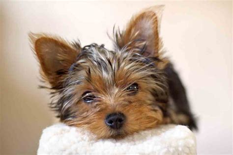 Hypoglycemia is a serious concern for yorkie puppies, so you should also make sure your puppy has constant access to food. Best Dog Food For Yorkies (2019's Top 5 Picks) - Ultimate ...