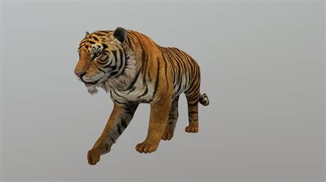 tiger animated buy royalty free 3d model by bilal creation production bilalcreation