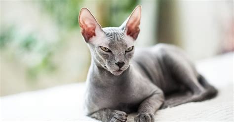 The 10 Best Hypoallergenic Cat Breeds For People With Allergies