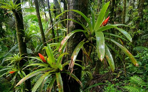 Bromeliads In El Yunque National Forest Puerto Rico The Only Tropical