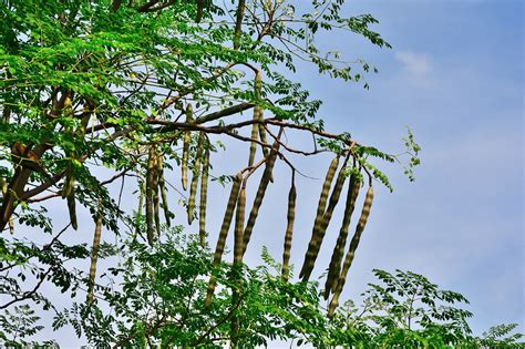 Moringa Versatile Tree With Sustainable Superfood Powers Earth 911