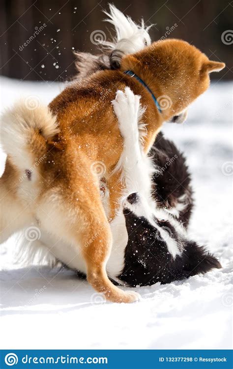 Shiba Inu Dog And Border Collie Play On Snow Togever Trees On