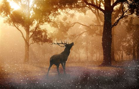 Deer Wild Nature Forest 4k Hd Animals 4k Wallpapers Images