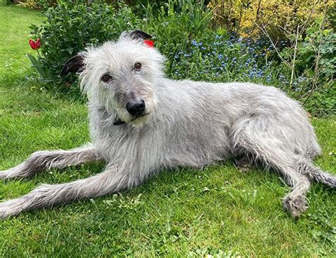 Lurcher Guide Exercise Needs Stories And Tips Borrowmydoggy