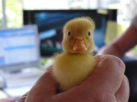 Ducklings Will Follow Anyone Baby Animal Zoo