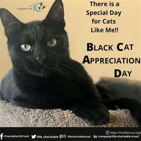 There Is A Special Day For Cats Like Me Black Cat Appreciation Day
