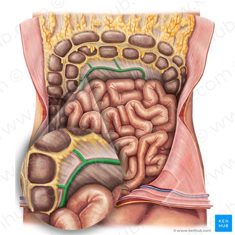 Ligament Of Treitz Suspensory Ligament Of Duodenum Kenhub Images And Photos Finder