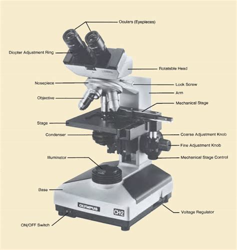 El microscopio y sus partes image search results picture picturespartes de un microscopio. Avibert: Microscopio Sus partes