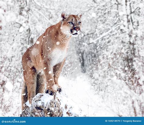 Portrait Of A Cougar Mountain Lion Puma Panther Striking A Pose On
