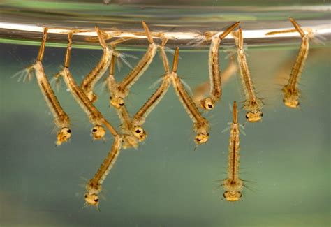 How To Get Rid Of Mosquito Larvae In Pools A Guide