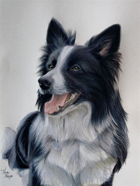 Animal Dog Border Collie Art Dog Portraits Art Dog Drawing