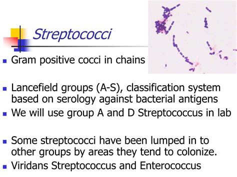 Ppt Streptococcus Powerpoint Presentation Free Download Id2742719