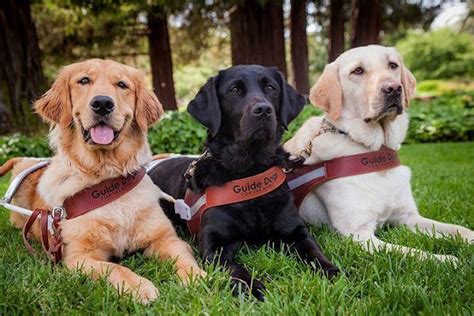 My Guide To You For National Guide Dog Month Views And More
