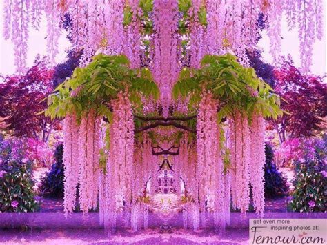 Weeping Willow Tree For The Love Of Purple Pinterest Willow Tree Trees And Fantasy