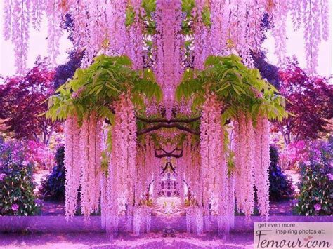 Very similar to the one above but the flowers are a darker burgundy color, thus it's named. weeping willow tree | For the love of Purple | Pinterest ...