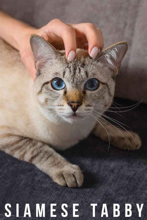 Siamese Tabby Cat Breed Traits And Personality