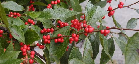 Native Plant Species Profile Winterberry Holly Carolinian Canada