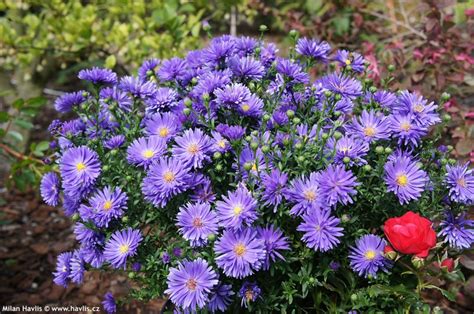 As we all know, perennial plants are those that bloom perfectly during their growth seasons in spring. Aster 'MAGIC BLUE' - Havlis.cz