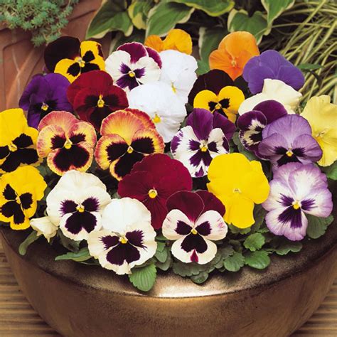 50 Mixed Pastel Giant Winter Pansy Seeds Welldales