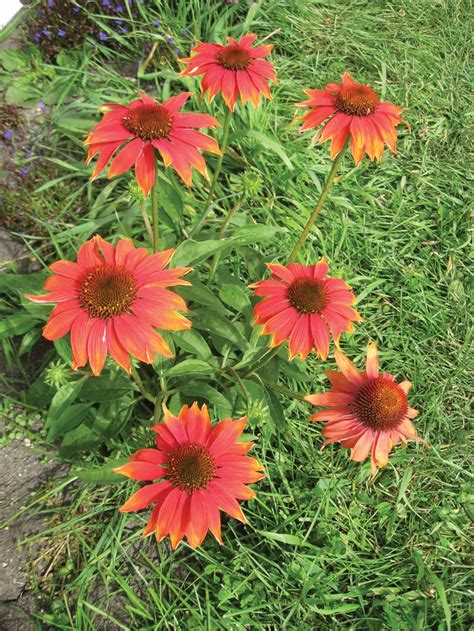 Echinacea — An Attractive Long Blooming Plant Manitoba Co Operator