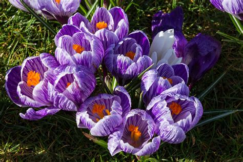 Wisley Crocuses 201803146 Some Of The Crocuses On The C Flickr