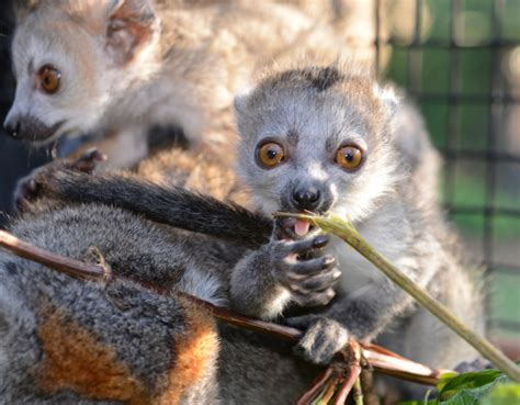 Crowned Lemur Duke Lemur Center