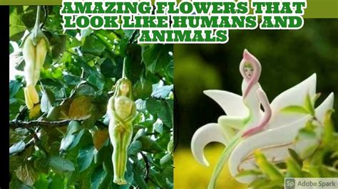 Amazing Flowers That Look Like Humans And Animals Youtube