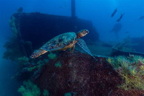 Sea Turtles Use Shipwrecks As Artificial Reefs And We Know This From