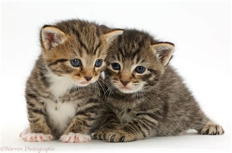Cute Baby Tabby Kittens Photo Wp42119