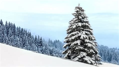 Pine And Fir Tree Covered By Snow And Blue Sky In Sunny Day At Mountain