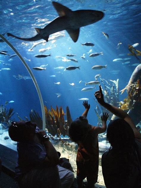 NajwiĘksze Akwarium Berlin Sea Lifeandaquadom Opinie Atrakcje