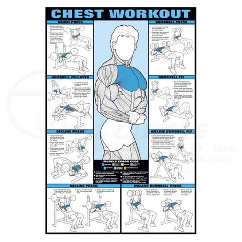 Chest Workout Fitness Chart 0chnfc4e Full Circle Padding