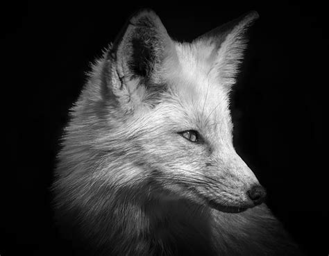 Red Fox In Black And White Photograph By Cindi Alvarado Fine Art America