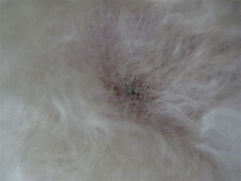 Help Please Brownish Black Spots On Skin Poodle Forum Standard
