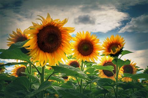 Nature Sunflowers Wallpapers Hd Desktop And Mobile