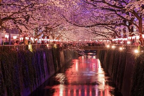 Evening Hanami Cherry Blossom Experience With A Local Tokyo