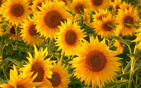 Free Pinterest Wallpaper Sunflower Pics