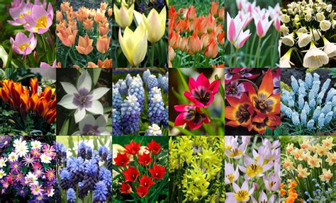 My 2017 Naturalizing Bulbs Order From John Scheepers Is It Spring Yet