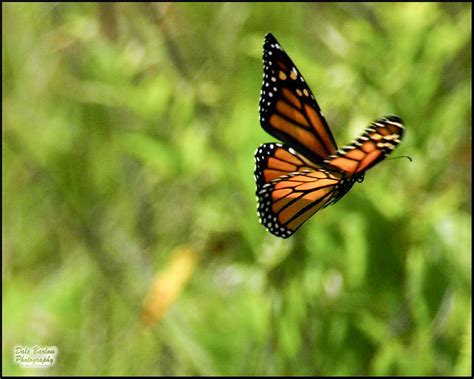 Monarch Butterfly In Flight Flickr Photo Sharing