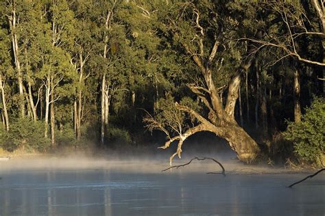 Getting To Know Australias Diverse Forests Australian Geographic