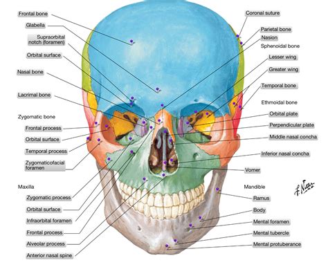 Anatomía Humana Huesos Y Suturas Del Craneo