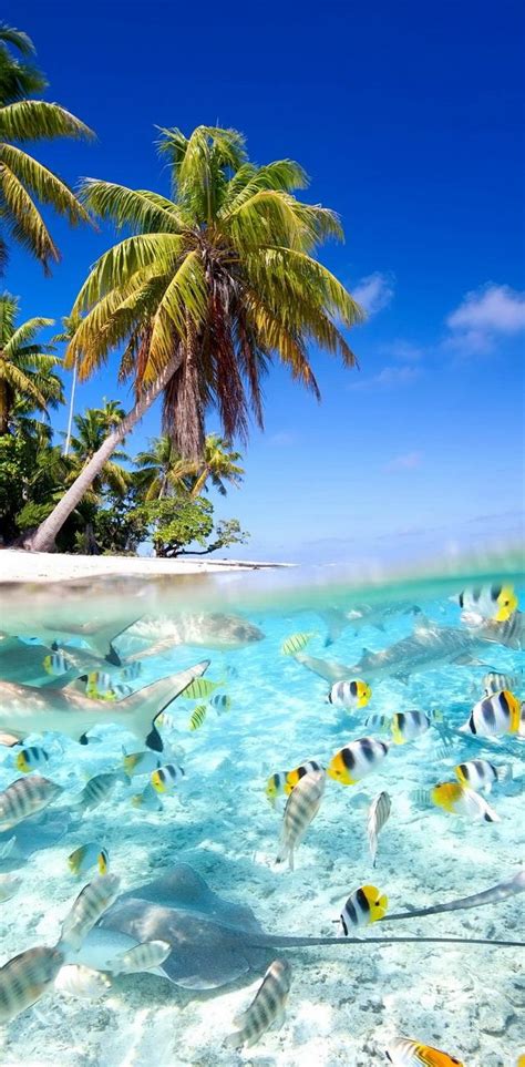 Tropical View Wallpaper By Northernowl Download On Zedge A7c2