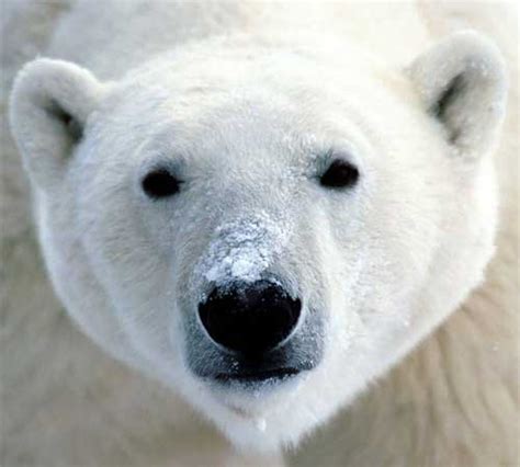 Polar Bear White Giant Maritime Beast Animal Pictures And Facts