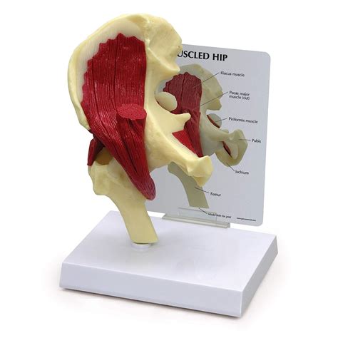 Buy Hip Joint Wmuscles Model Human Body Anatomy Replica Of Normal