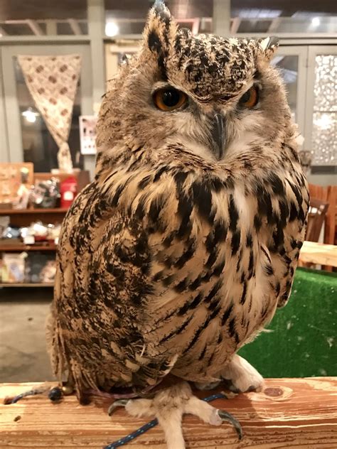 At An Owl Cafe In Shibuya Tokyo Rsuperbowl
