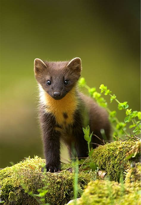 Marten Zomg I Knew Exactly What This Was By Corner Glance Pine